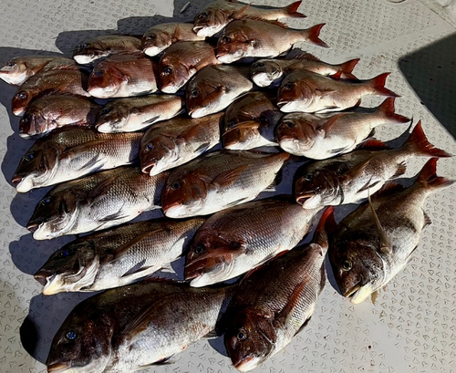 マダイの釣果