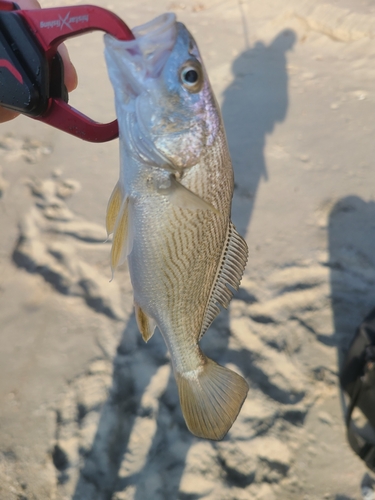 イシモチの釣果