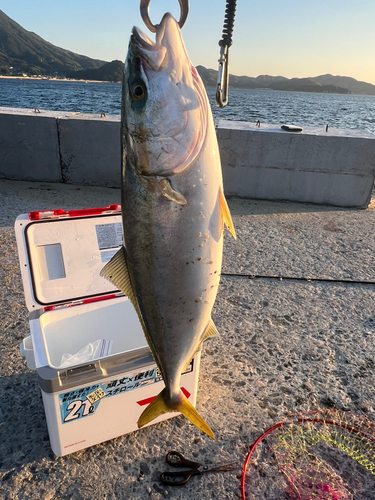 ヤズの釣果