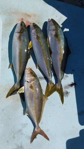 ヒラマサの釣果