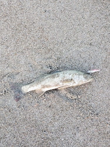 イシモチの釣果