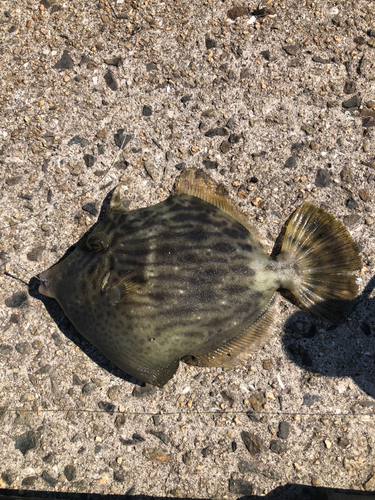 カワハギの釣果