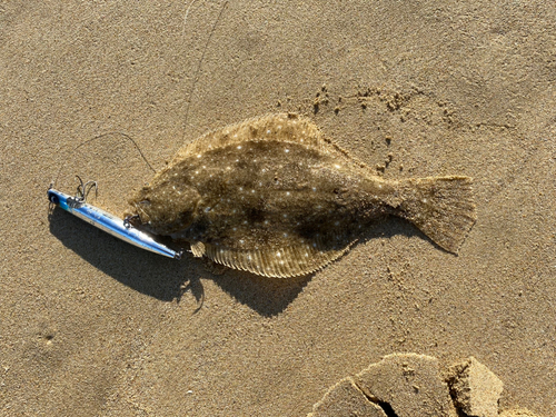 ヒラメの釣果