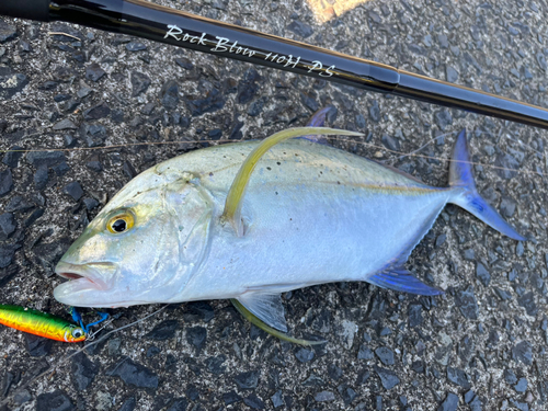 カスミアジの釣果