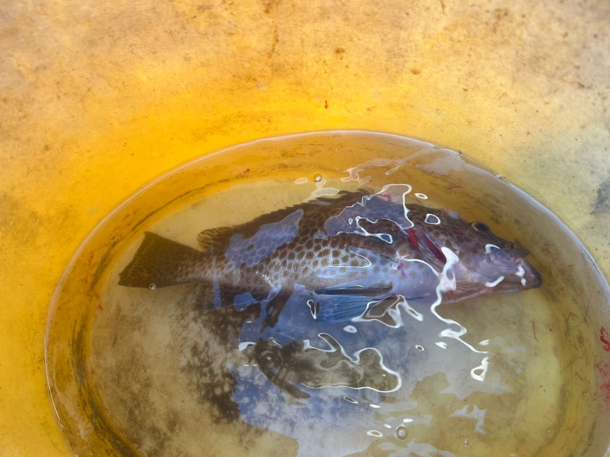 たけしハイさんの釣果 3枚目の画像