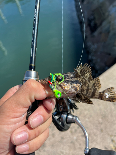 タケノコメバルの釣果