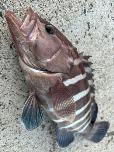 マハタの釣果