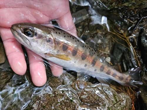 ヤマメの釣果