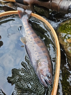 ヤマメの釣果