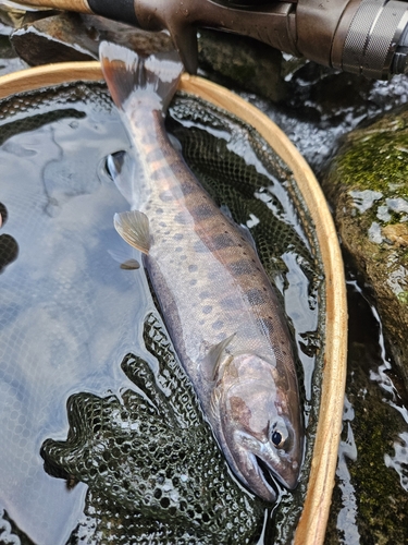 ヤマメの釣果