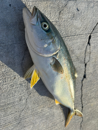 モジャコの釣果