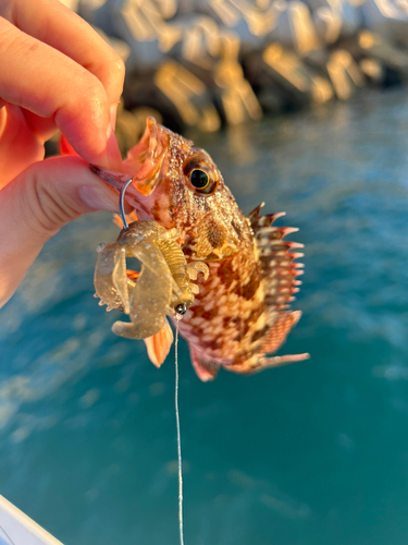 カサゴの釣果