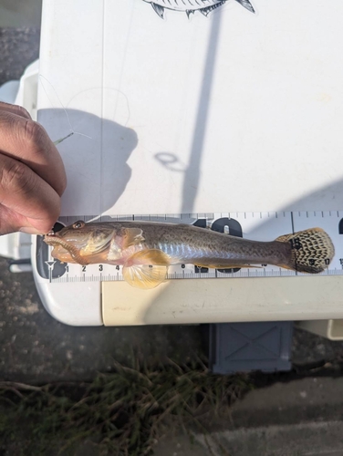 マハゼの釣果