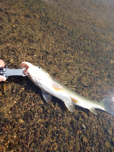 ニゴイの釣果