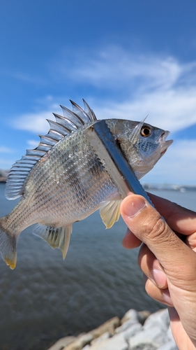 キビレの釣果