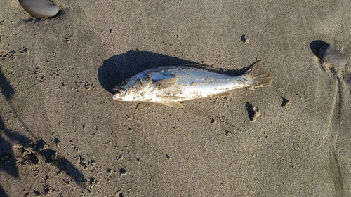 イシモチの釣果