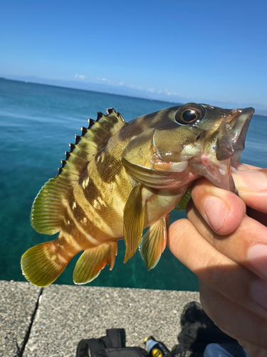 アカハタの釣果