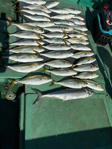 ハマチの釣果