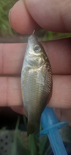 フナの釣果