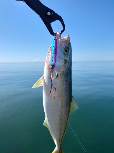 イナダの釣果