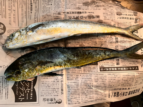 シイラの釣果