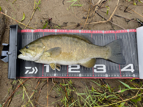 スモールマウスバスの釣果