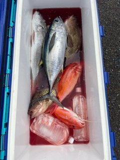 キハダマグロの釣果