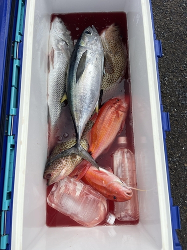 キハダマグロの釣果