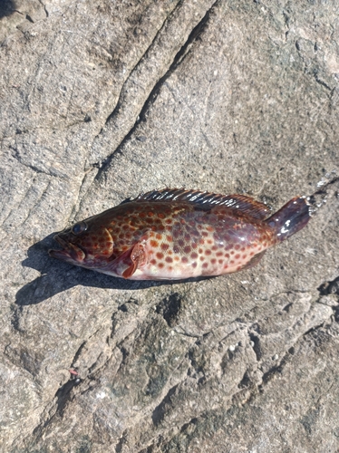 オオモンハタの釣果