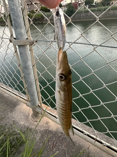 カマスの釣果