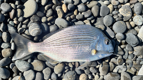 ヘダイの釣果