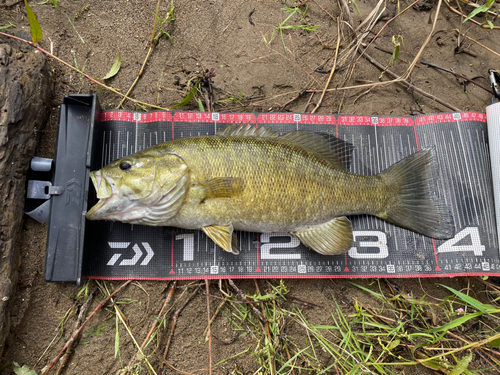 スモールマウスバスの釣果