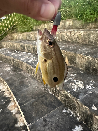 ヤマトビーの釣果