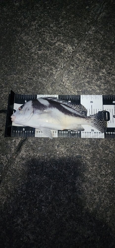 コショウダイの釣果