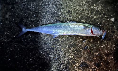 サゴシの釣果