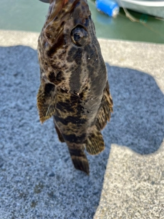 タケノコメバルの釣果