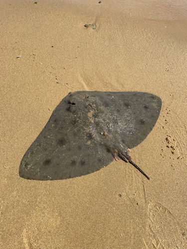 エイの釣果