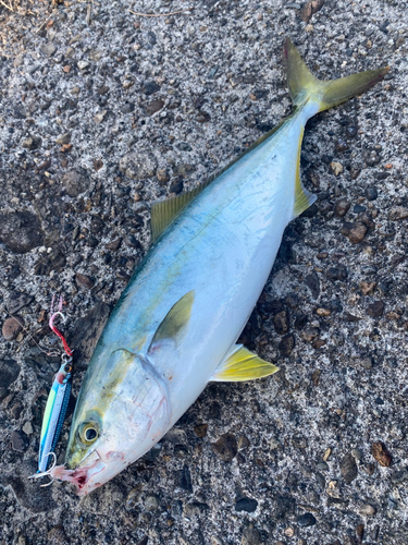 鹿児島湾北部