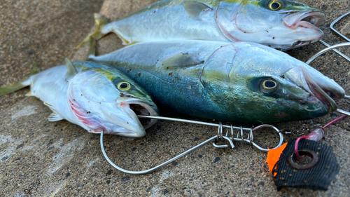 ツバスの釣果