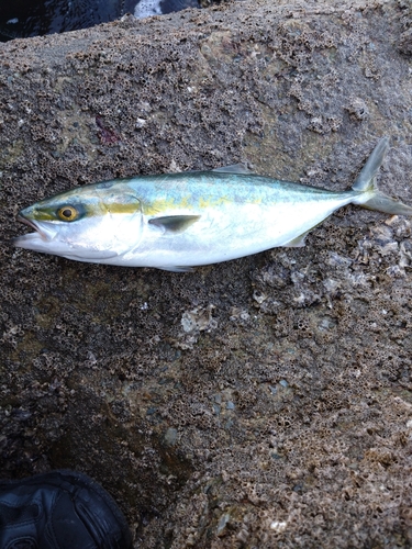 ハマチの釣果