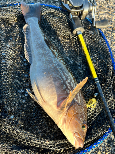 アイナメの釣果