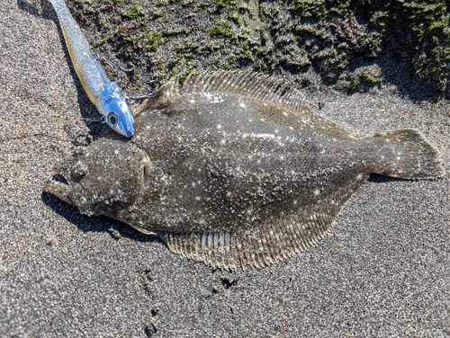 ヒラメの釣果