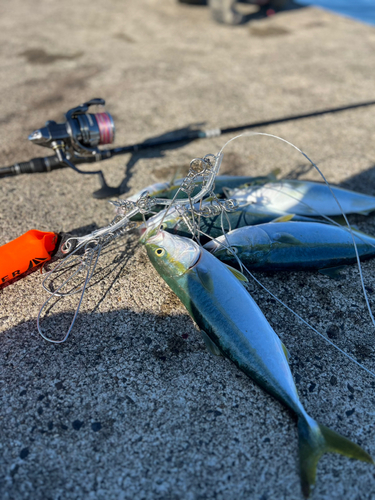 イナダの釣果