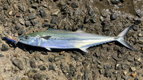 サゴシの釣果