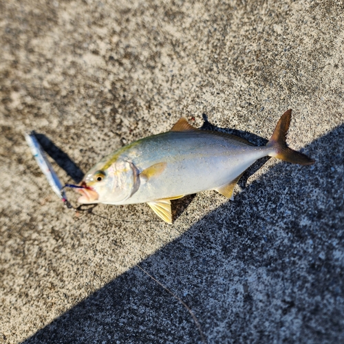 ショゴの釣果