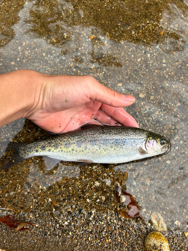 ニジマスの釣果