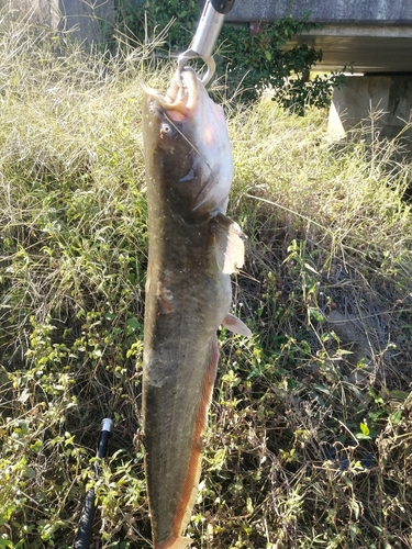 ナマズの釣果