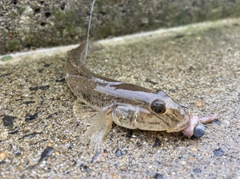 マハゼの釣果