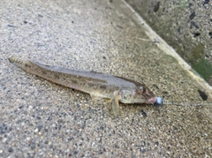 マハゼの釣果