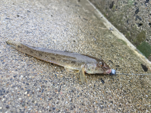 マハゼの釣果